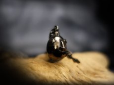 Photo3: Beherit Silver Chain Pendant  / Black Ruthenium ver. (Egg of the King/Eclipse) (3)